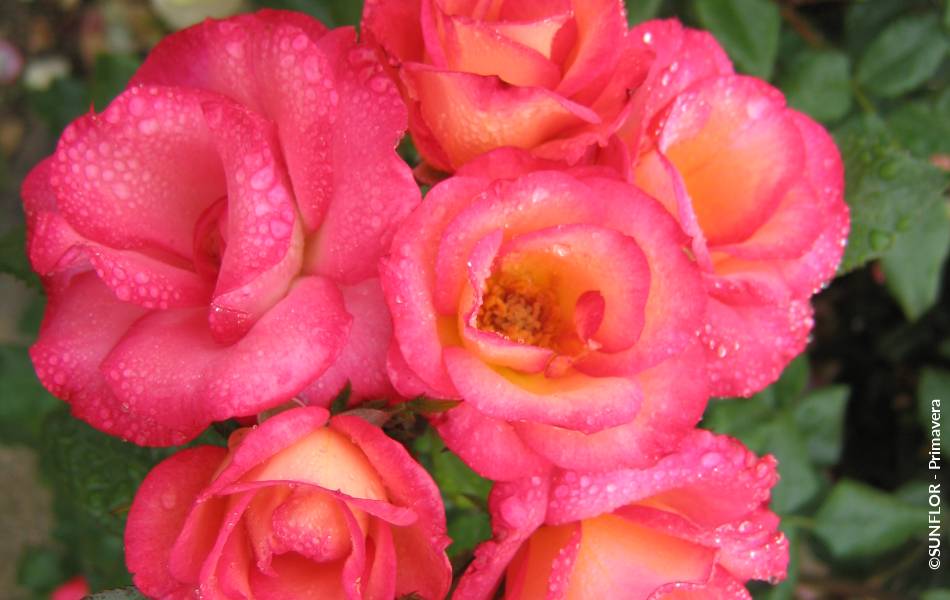 ©SUNFLOR - Primavera